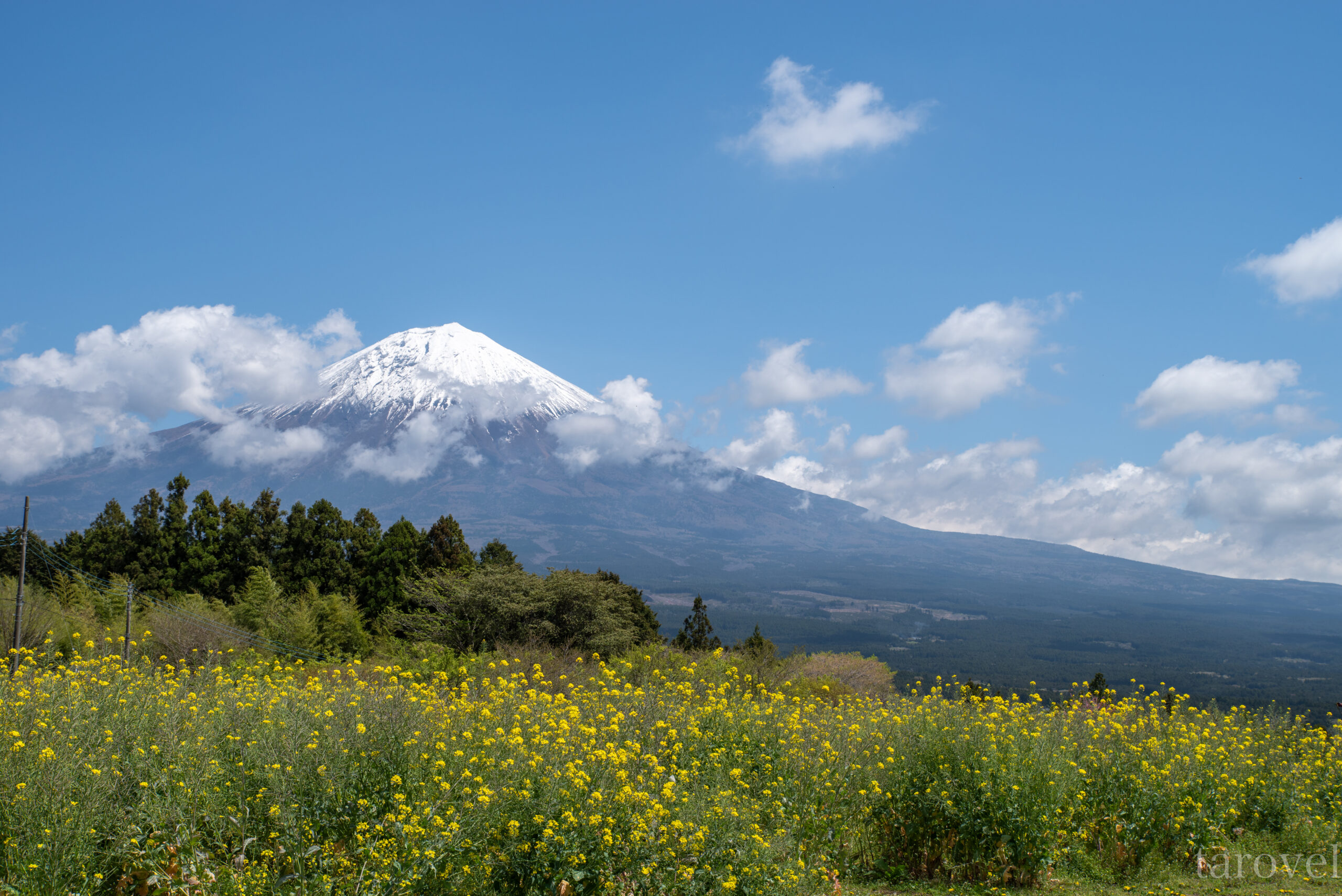 富士山と菜の花の組み合わせが絶景！バス1本で行ける静岡県白糸自然公園への行き方は？