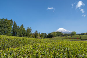 静岡県　大淵笹場