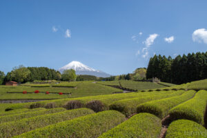 静岡県　大淵笹場