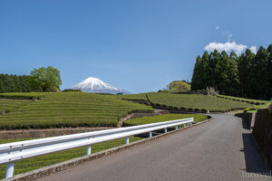 静岡県　大淵笹場