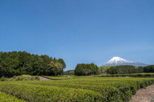 静岡県　大淵笹場