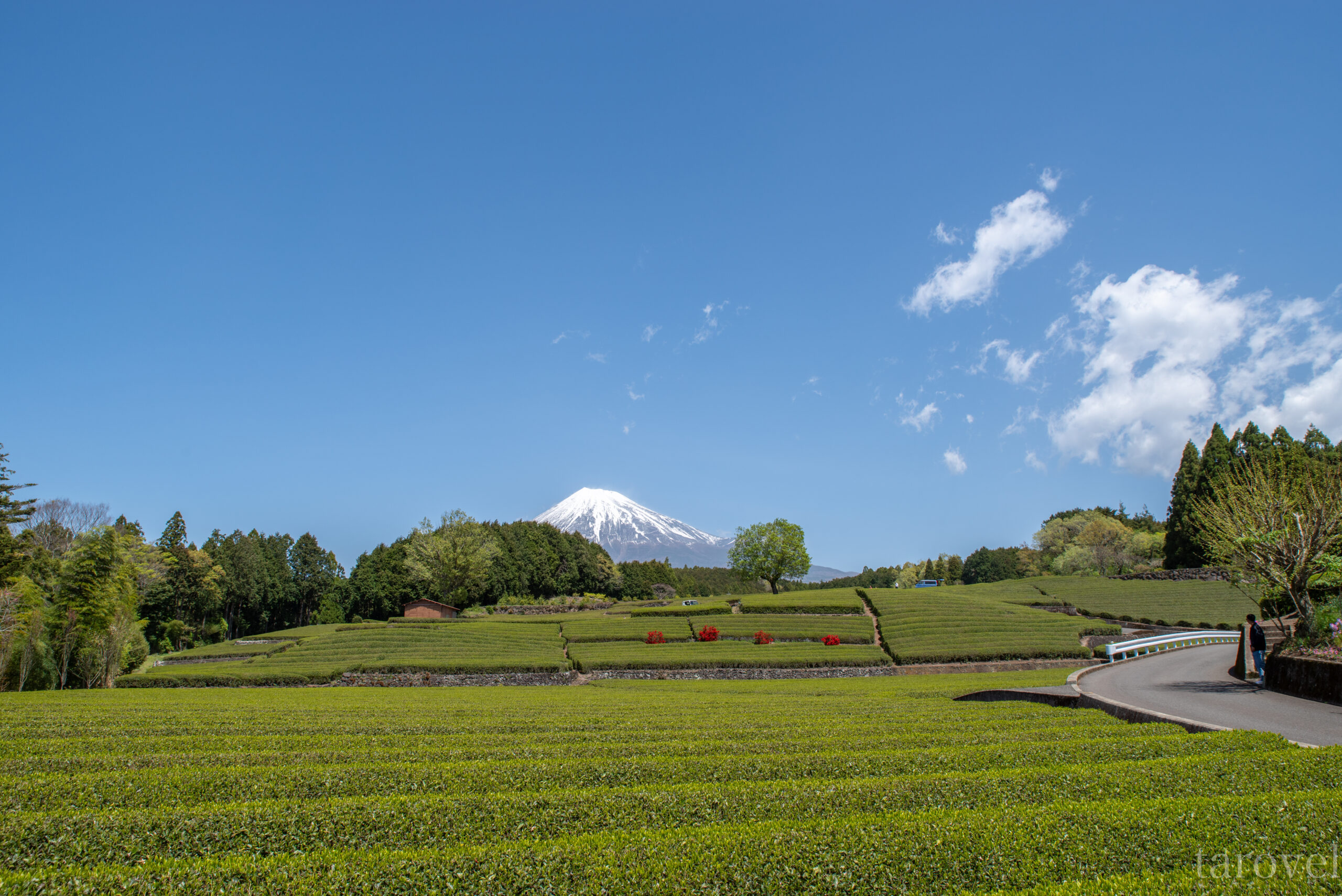 日本の茶畑と富士山の絶景が織りなす、心癒される楽園。静岡県の大淵笹場への行き方